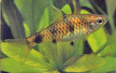 Puntius gelius
